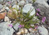 Chamaenerion colchicum. Цветущее растение. Северная Осетия, Ирафский р-н, долина р. Танадон, ≈ 2000 м н.у.м., каменистый берег реки. 06.07.2016.