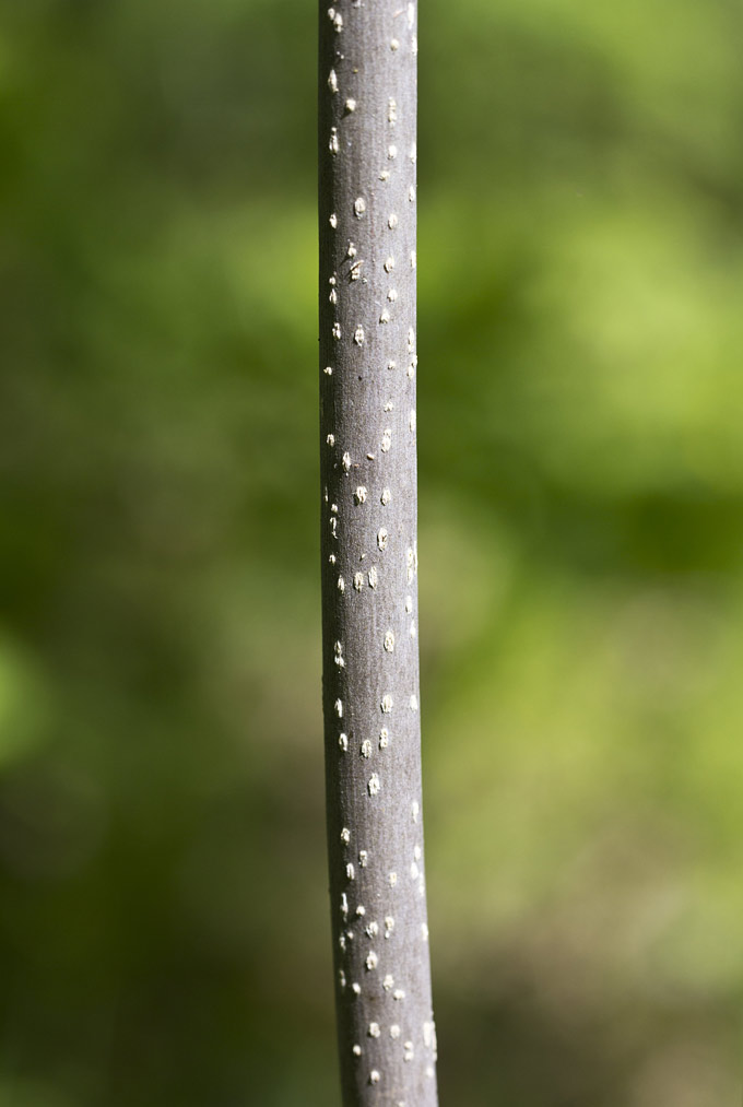 Image of Fraxinus excelsior specimen.