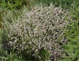 Goniolimon tataricum. Цветущее растение. Украина, Запорожский р-н, Дурная балка, разнотравная степь. 18.06.2016.