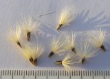 Jurinea multiflora