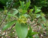 Daphne pontica