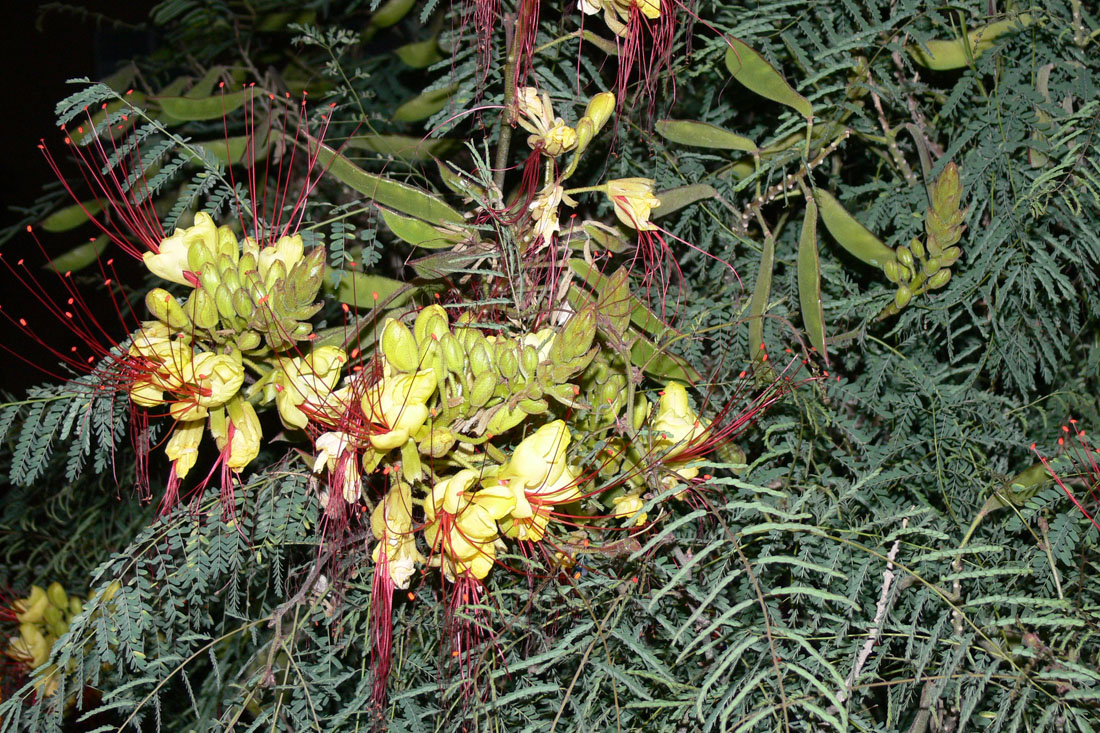 Image of Caesalpinia gilliesii specimen.