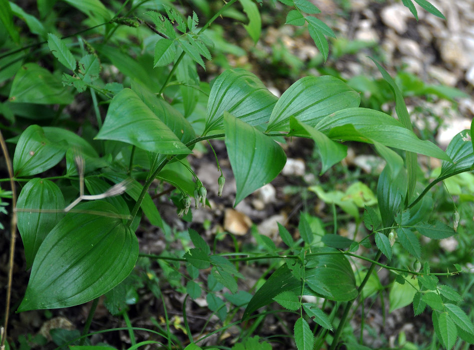 Image of Polygonatum hirtum specimen.