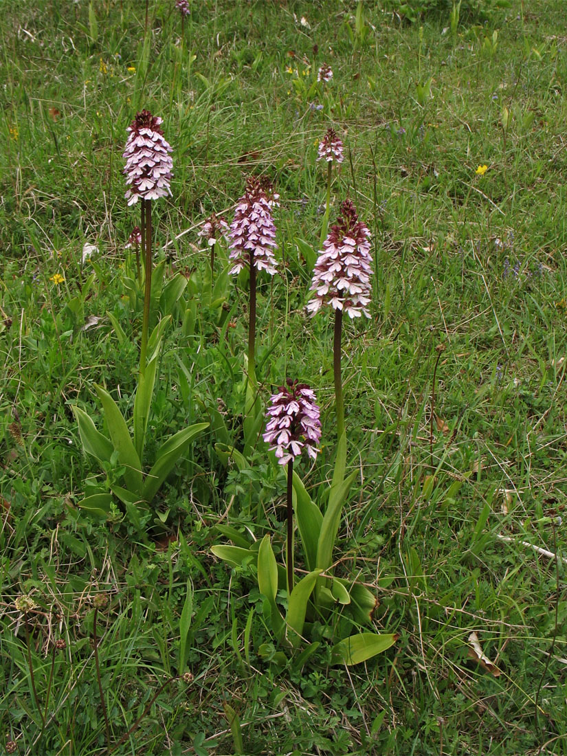 Изображение особи Orchis purpurea.