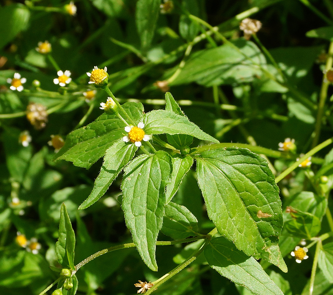 Изображение особи Galinsoga parviflora.