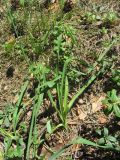 Anthericum ramosum