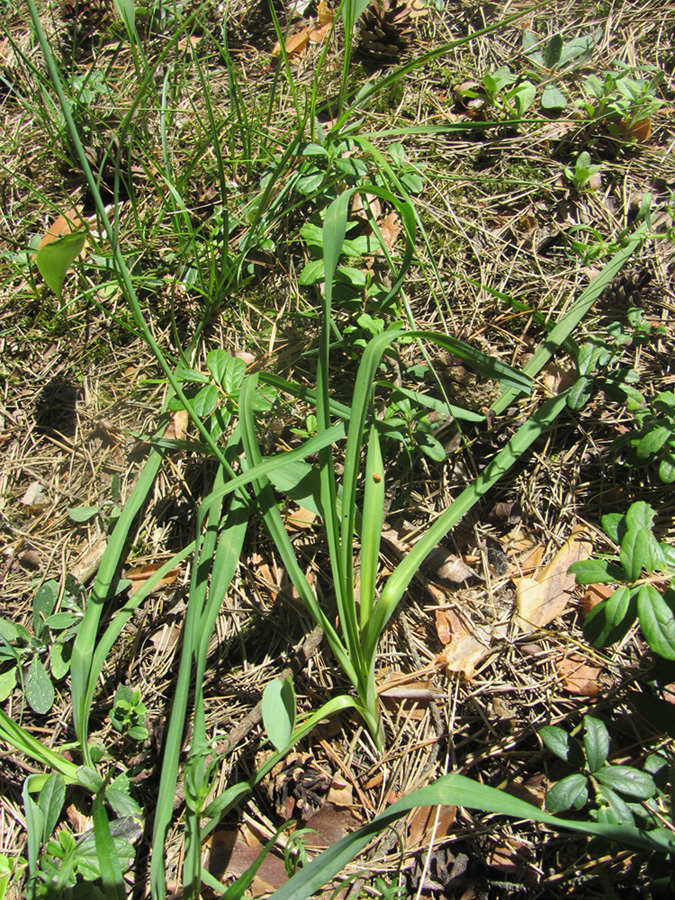 Изображение особи Anthericum ramosum.