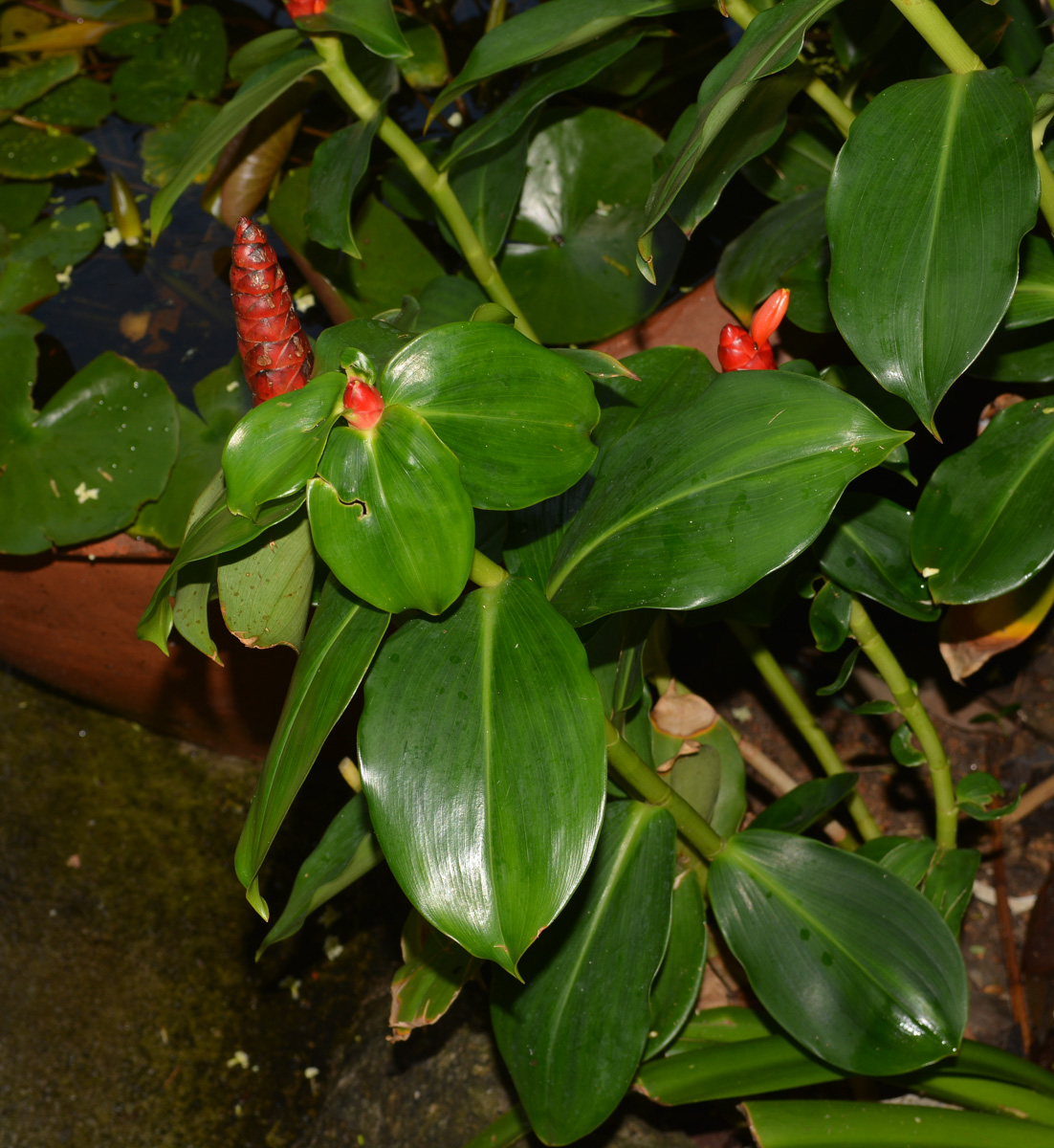 Image of Costus woodsonii specimen.