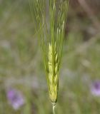 Hordeum vulgare