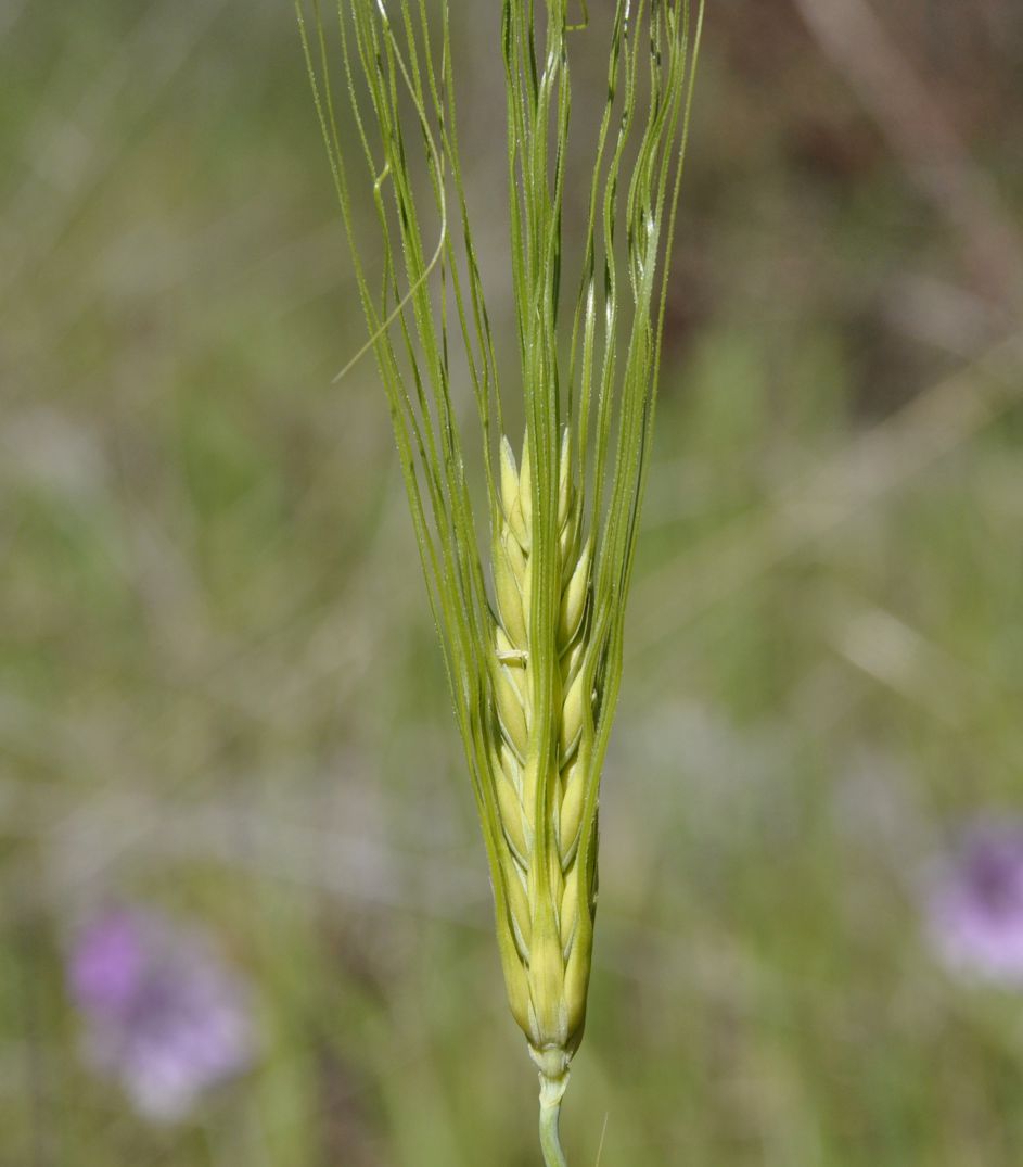 Изображение особи Hordeum vulgare.