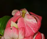 Mussaenda philippica