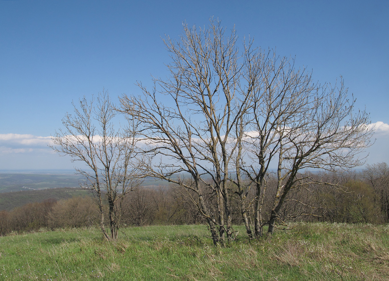 Изображение особи Fraxinus excelsior.