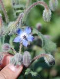 Borago officinalis. Часть соцветия. Московская обл., Истринский р-н, Павловская слобода, окраина залежи. 19.07.2007.