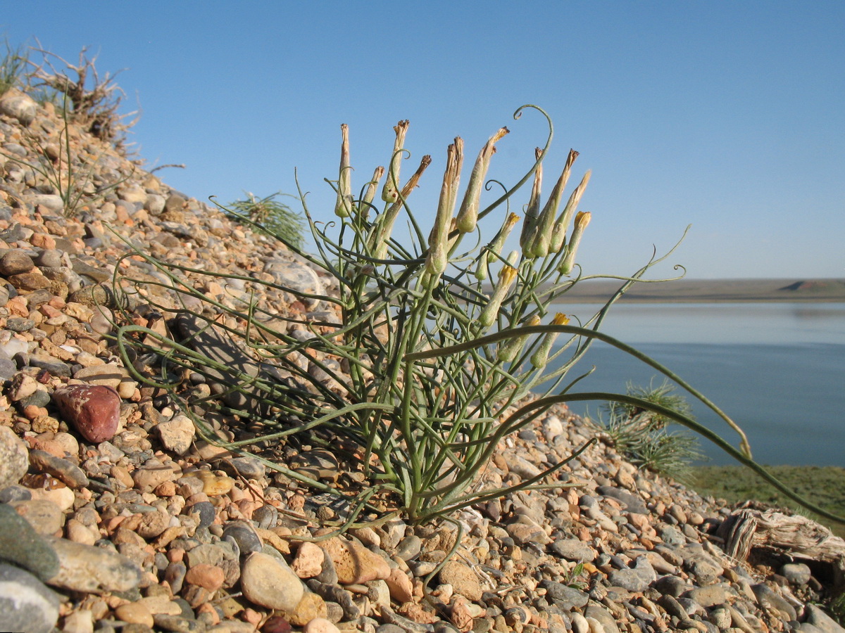 Image of Takhtajaniantha pusilla specimen.