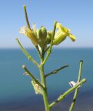 Sisymbrium orientale. Верхушка соцветия с цветками и завязавшимися плодами. Краснодарский край, Темрюкский р-н, мыс Железный Рог, обрывистый глинистый приморский склон. 29.04.2017.