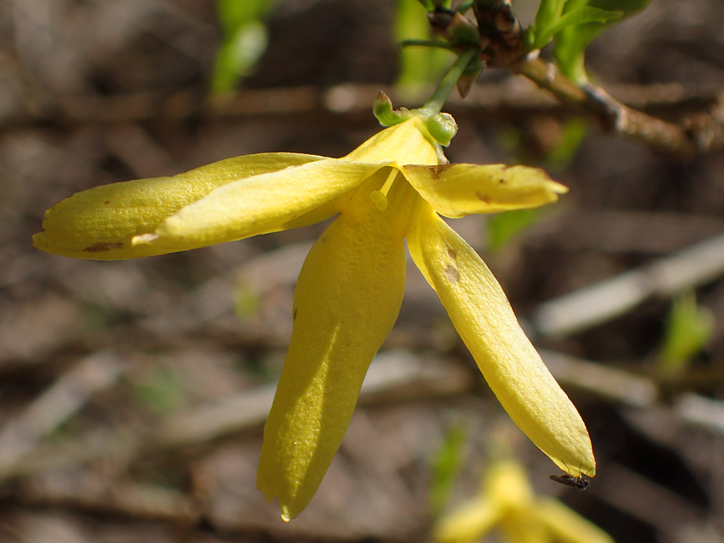 Изображение особи род Forsythia.