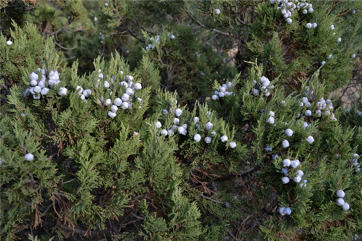 Изображение особи Juniperus excelsa.