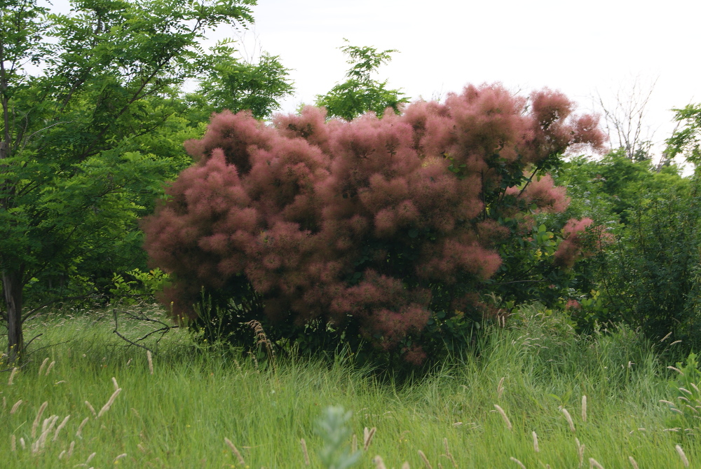 Image of Cotinus coggygria specimen.