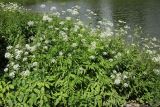 Chaerophyllum aromaticum