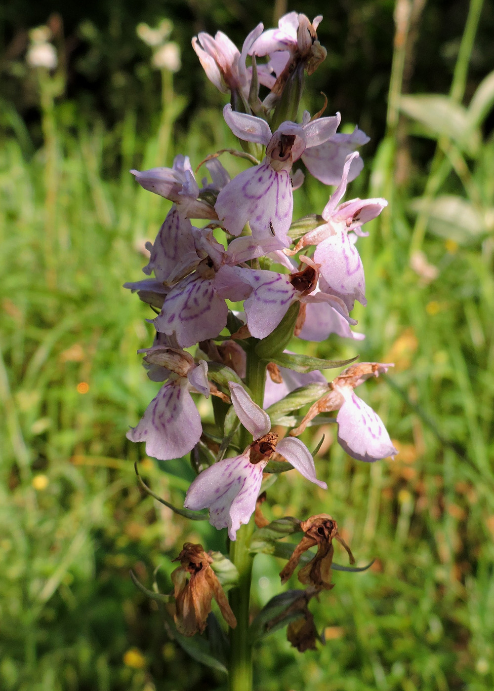 Изображение особи Dactylorhiza maculata.