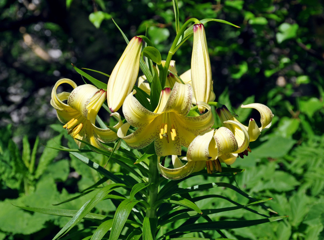 Image of Lilium monadelphum specimen.