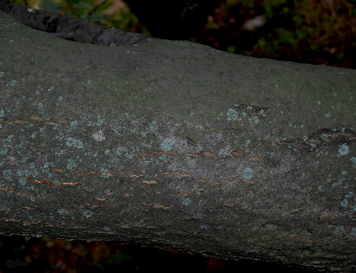 Image of Sorbus intermedia specimen.
