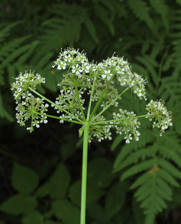 Image of Conioselinum tataricum specimen.