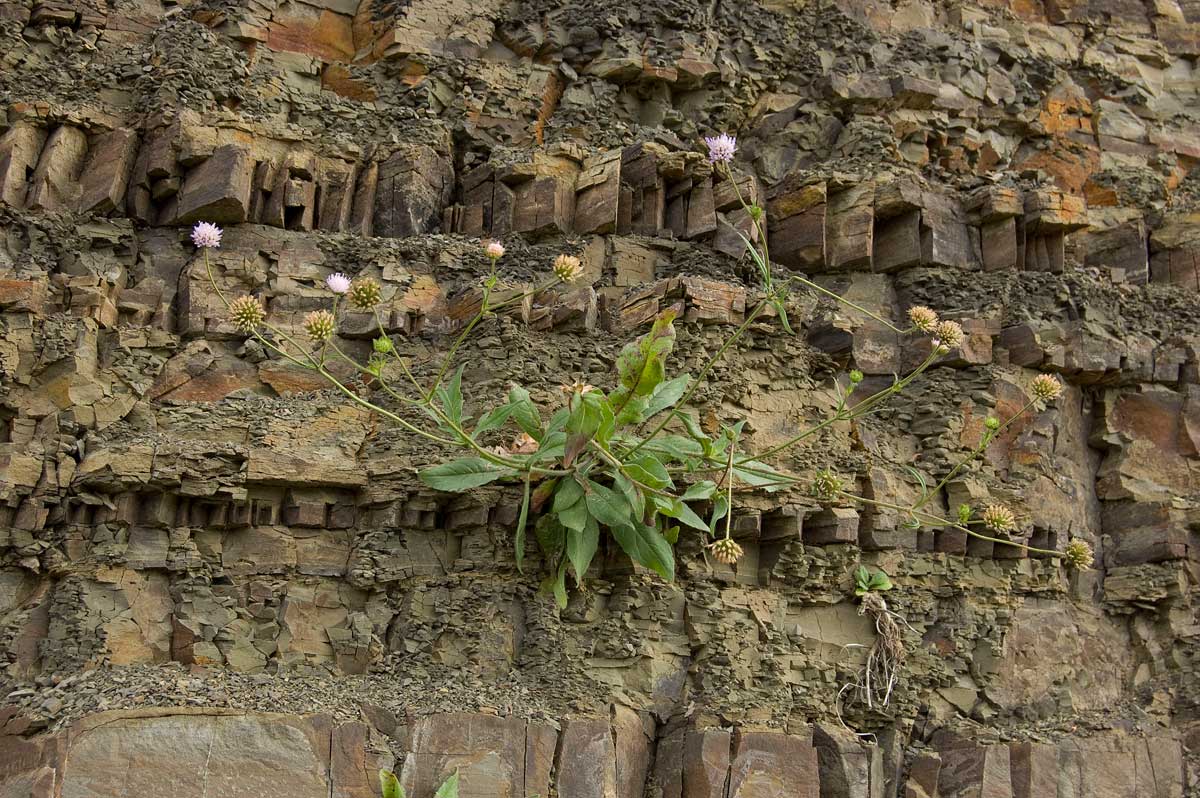 Изображение особи Knautia arvensis.