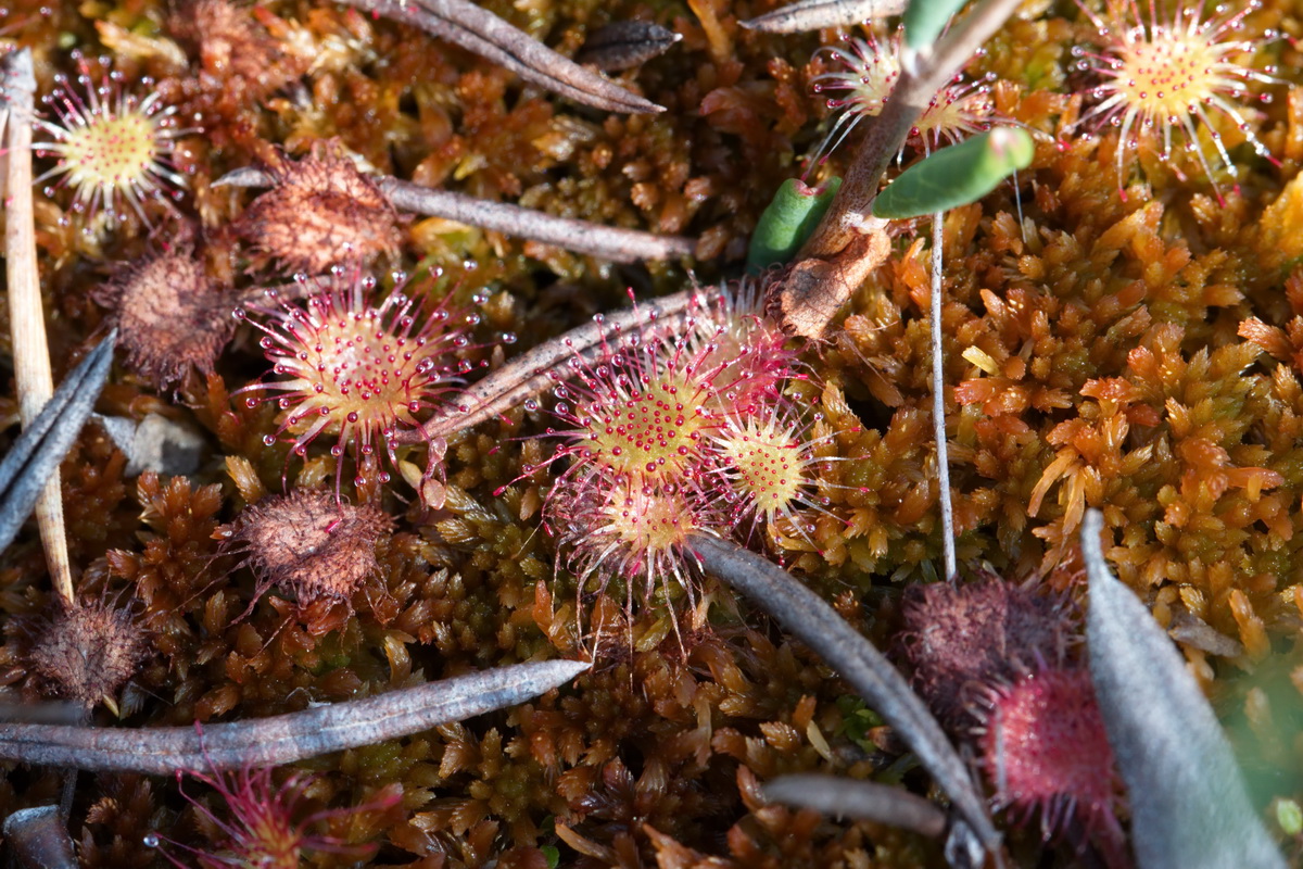 Image of Drosera rotundifolia specimen.