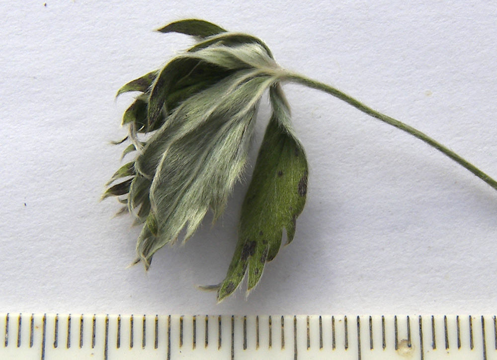 Image of Alchemilla sericea specimen.
