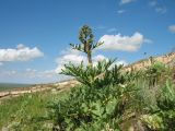 Ferula diversivittata. Бутонизирующее растение. Южный Казахстан, западные отроги Киргизского хр., горы Ботамойнак в окр. г. Тараз, ≈ 900 м н.у.м. 19 мая 2017 г.