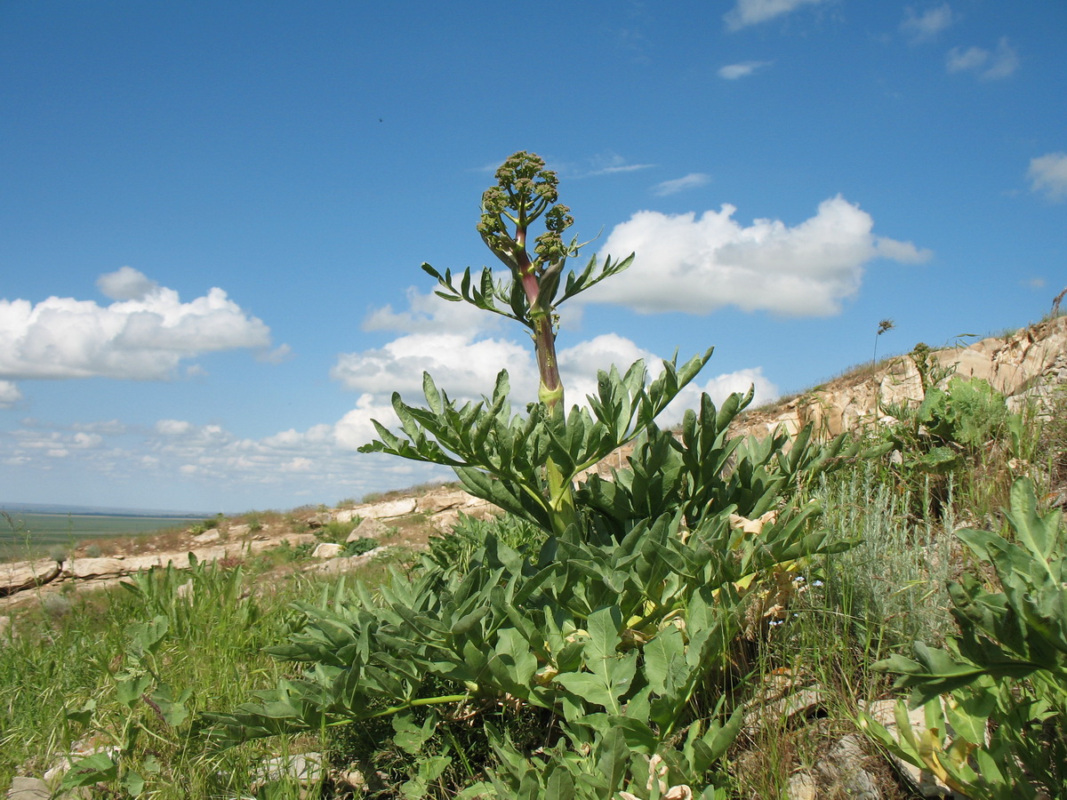 Изображение особи Ferula diversivittata.