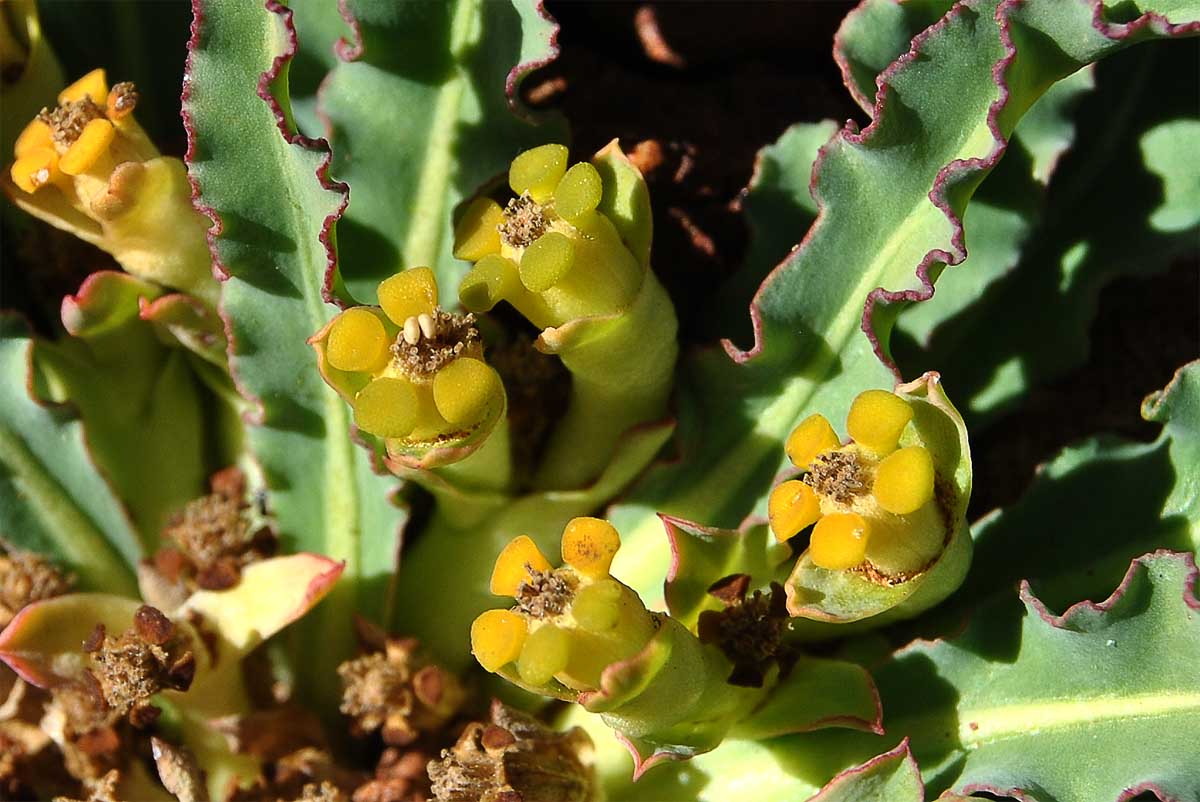 Изображение особи Euphorbia tuberosa.