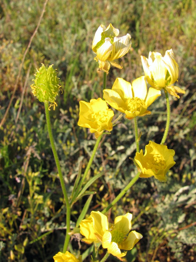 Image of Ranunculus pedatus specimen.