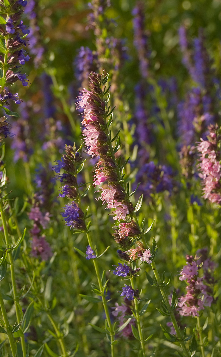 Изображение особи Hyssopus officinalis.