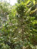 Garcinia xanthochymus. Плодоносящее растение. Австралия, г. Брисбен, ботанический сад. 05.11.2017.