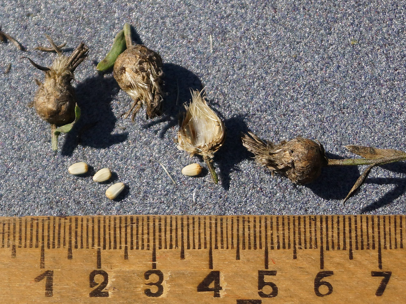 Image of Acroptilon repens specimen.