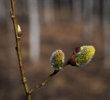 genus Salix