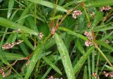 Persicaria minor. Части цветущих растений в каплях росы. Тверская обл., Кимрский р-н, окр. дер. Ларцево, заросшая лесная тропа на краю вырубки. 18.08.2017.