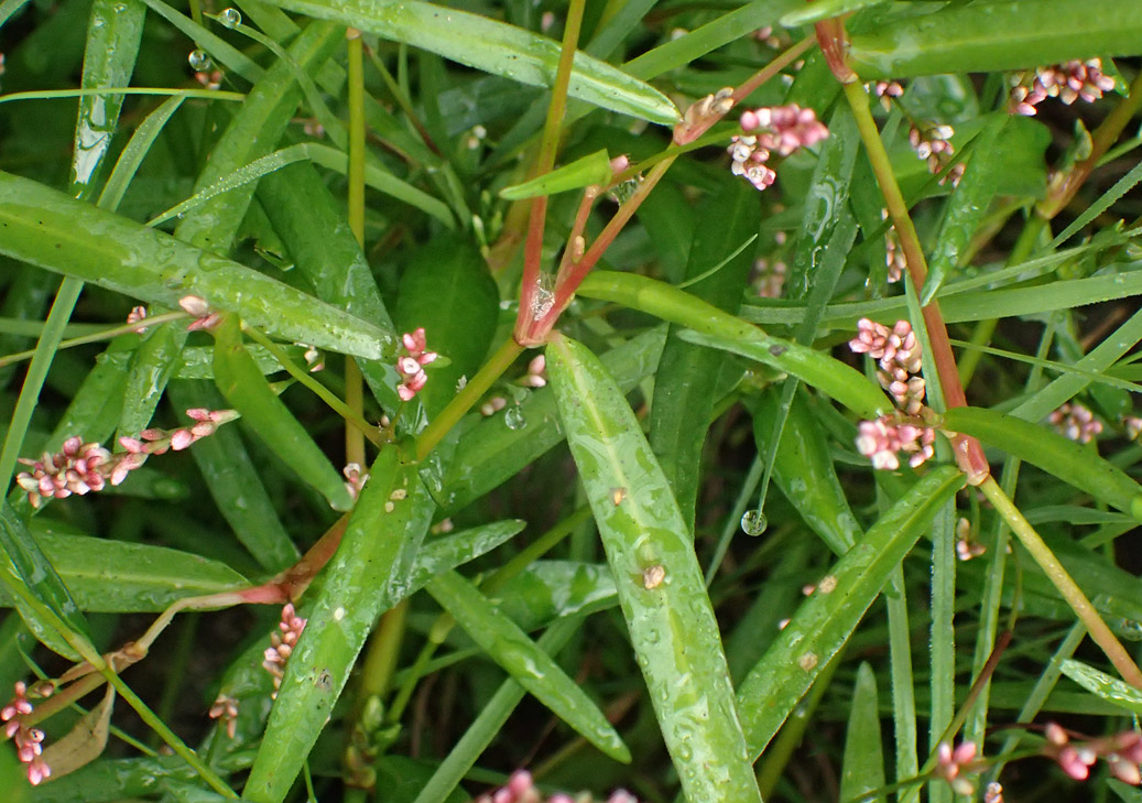 Image of Persicaria minor specimen.