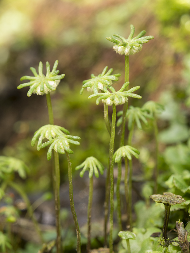 Изображение особи Marchantia polymorpha.