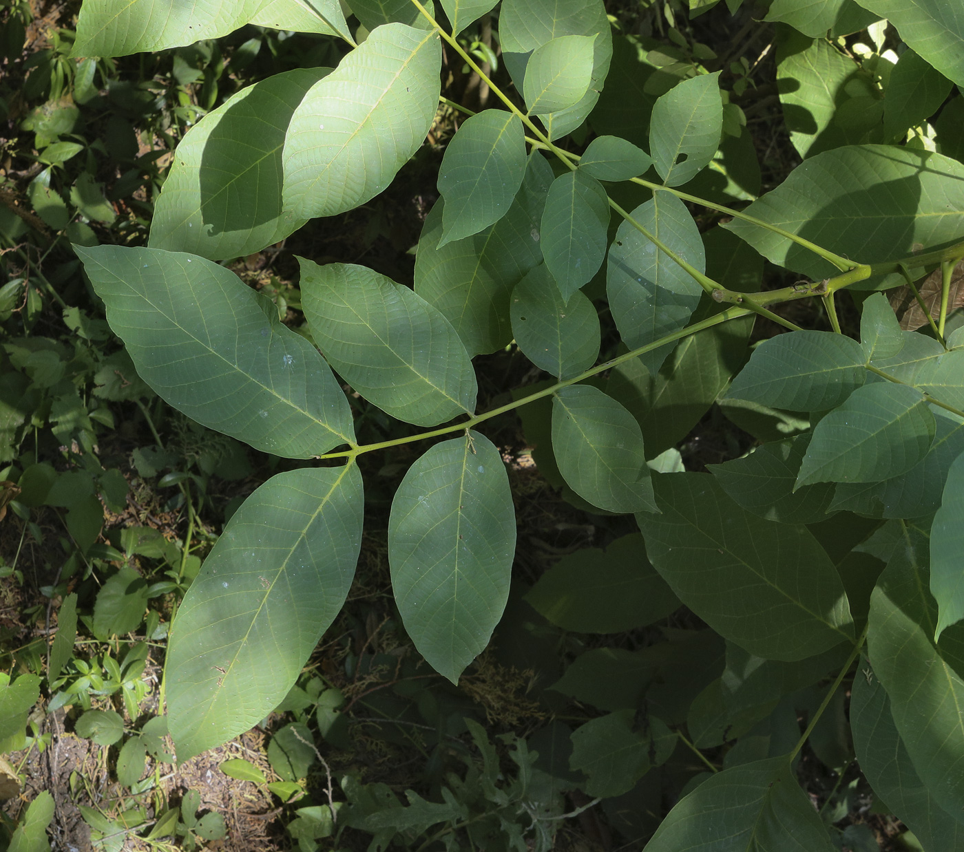 Image of Juglans regia specimen.