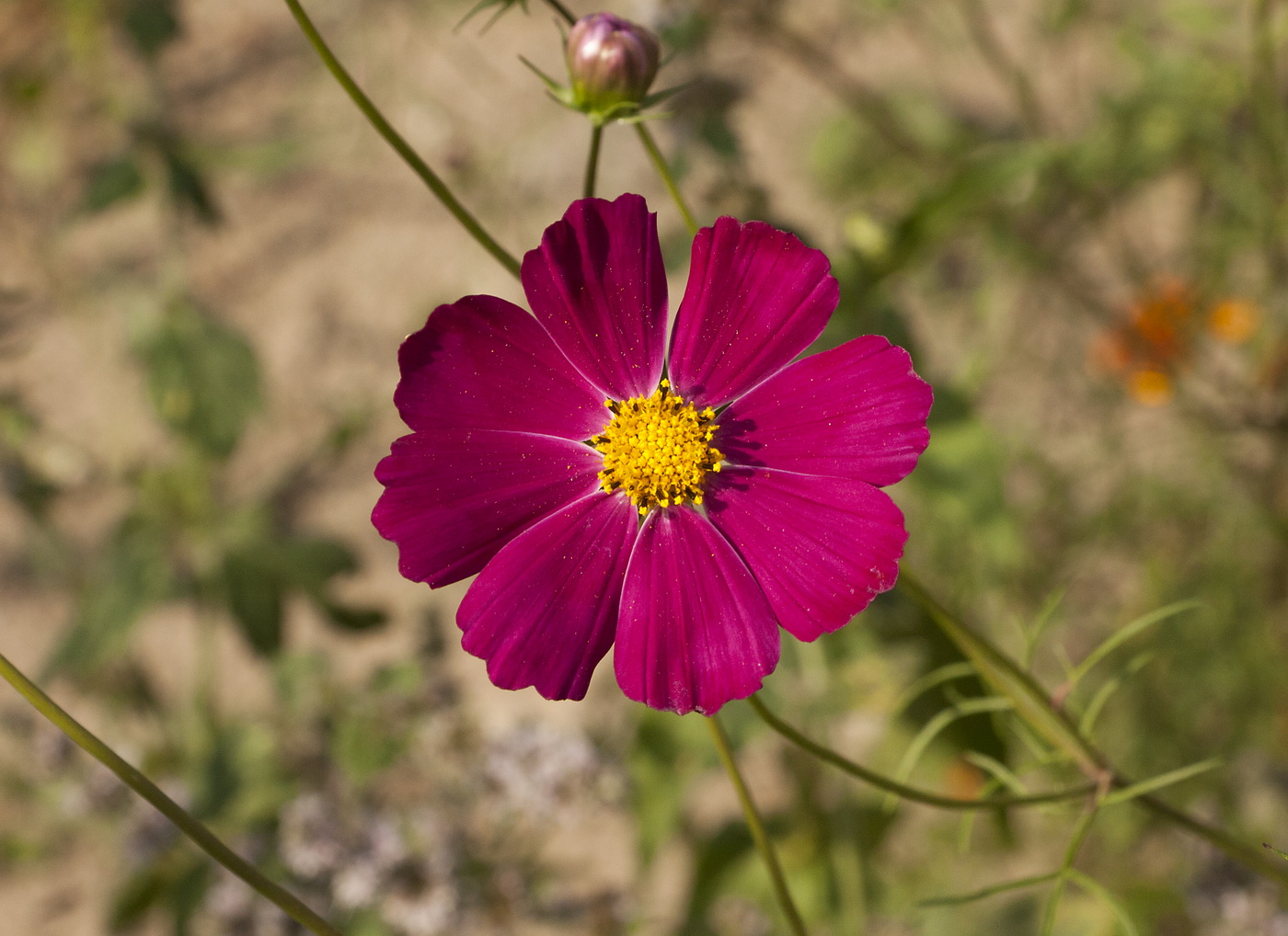 Изображение особи Cosmos bipinnatus.