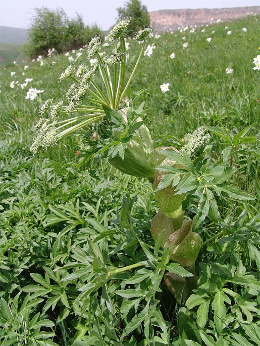 Image of Agasyllis latifolia specimen.