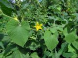 Thladiantha dubia. Цветущее растение, вьющееся по крапиве двудомной (Urtica dioica L.). Беларусь, Гродненская обл., Новогрудский р-н, Ладеникский сельсовет, дер. Городечно, левый берег р. Валовка, опушка черноольшанника крапиво-бодякового. 19.08.2015.