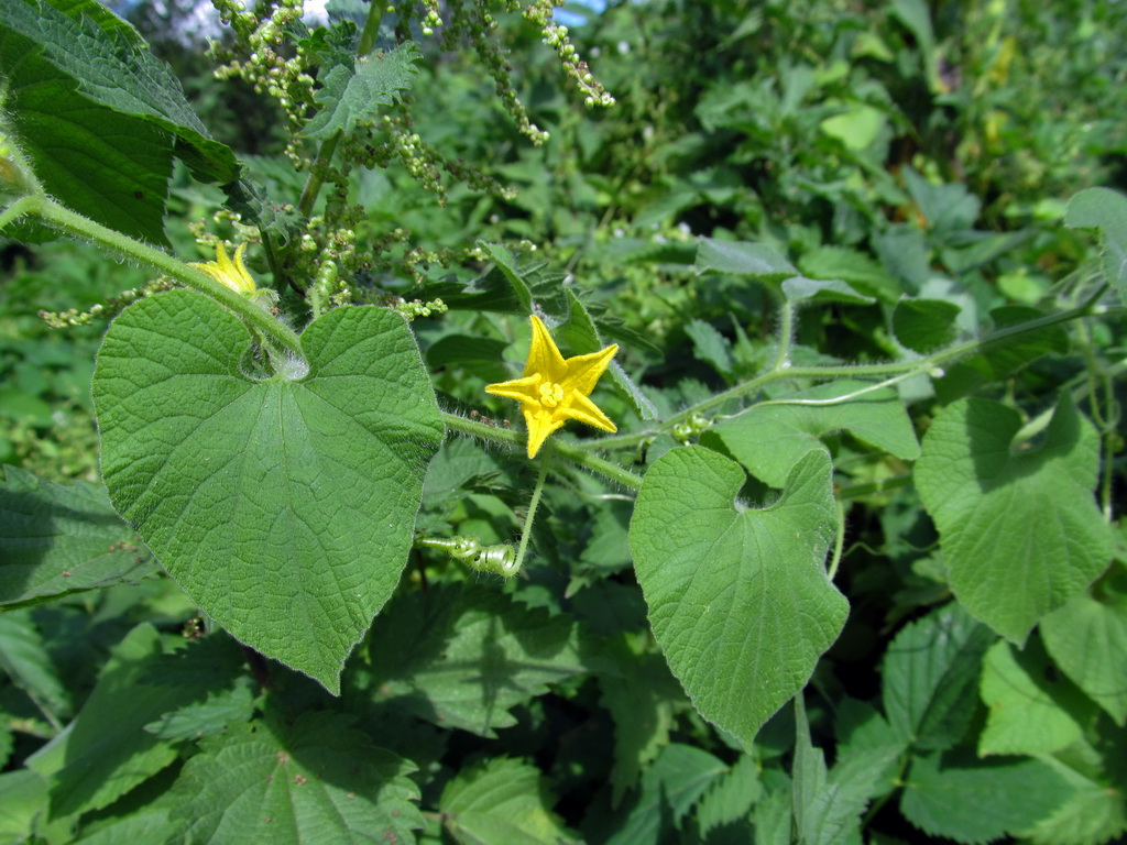 Image of Thladiantha dubia specimen.