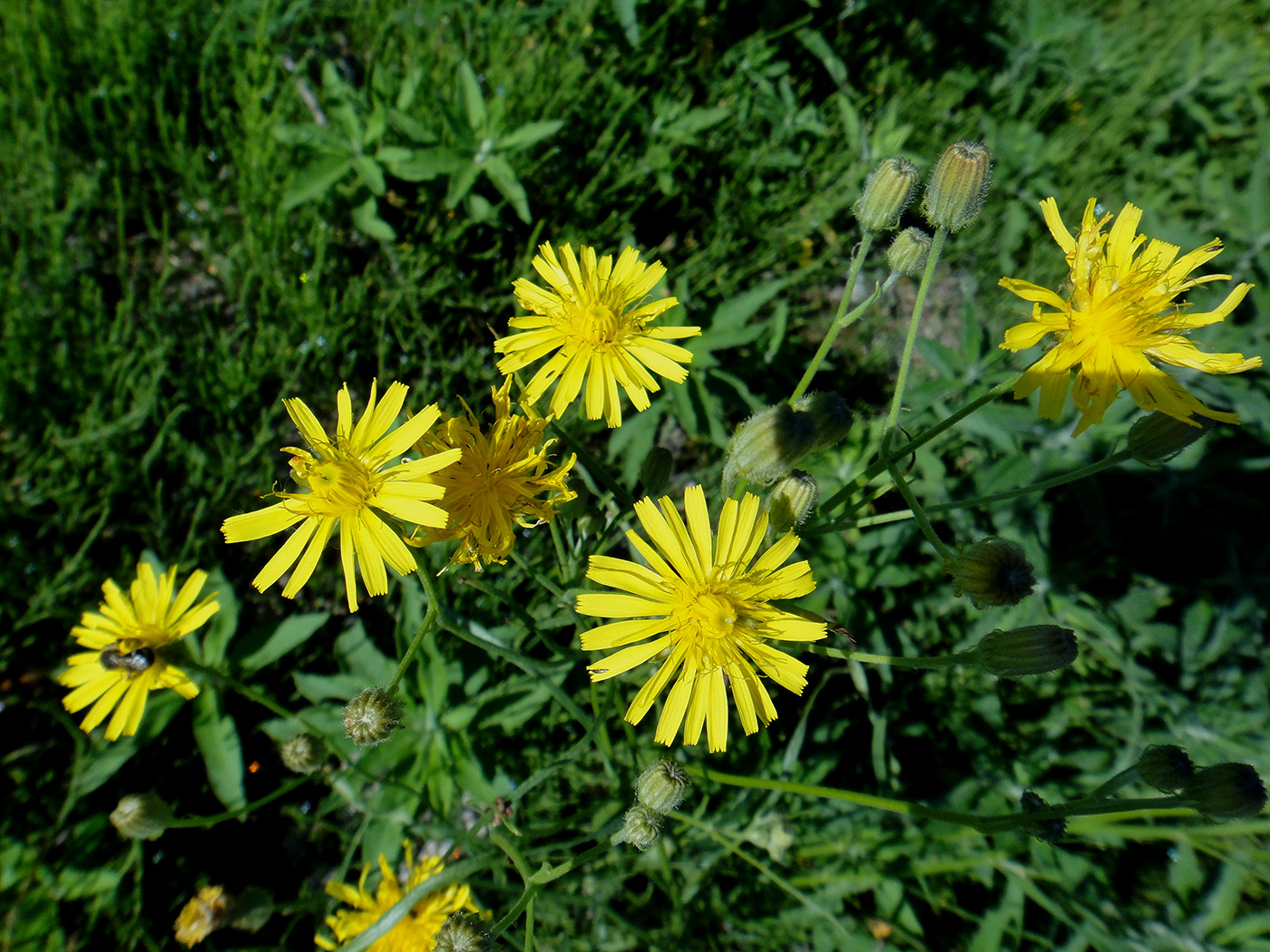 Изображение особи Crepis tectorum.