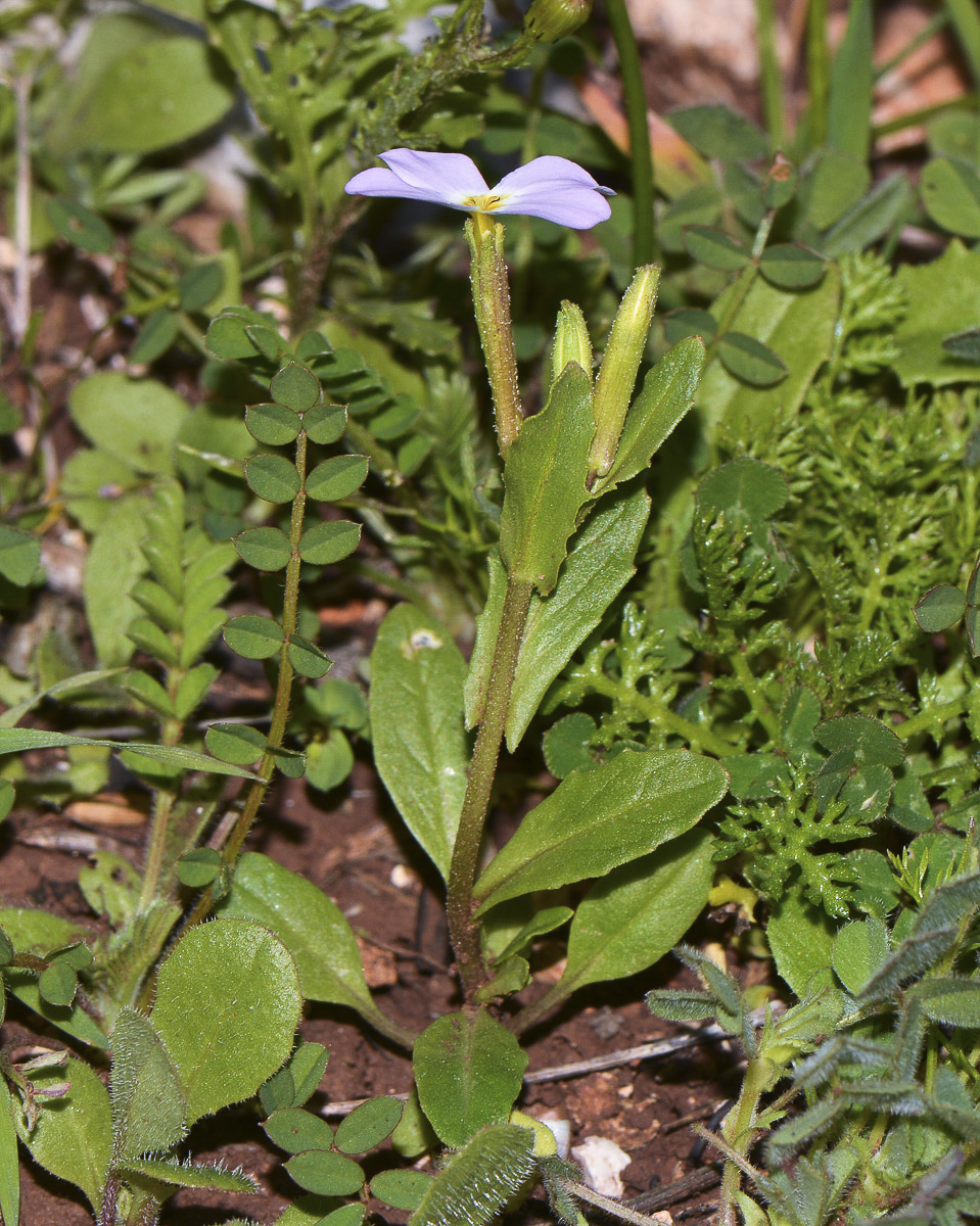 Image of Malcolmia crenulata specimen.