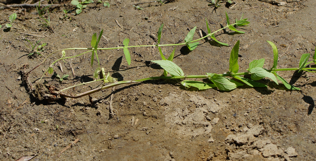 Image of Scutellaria galericulata specimen.