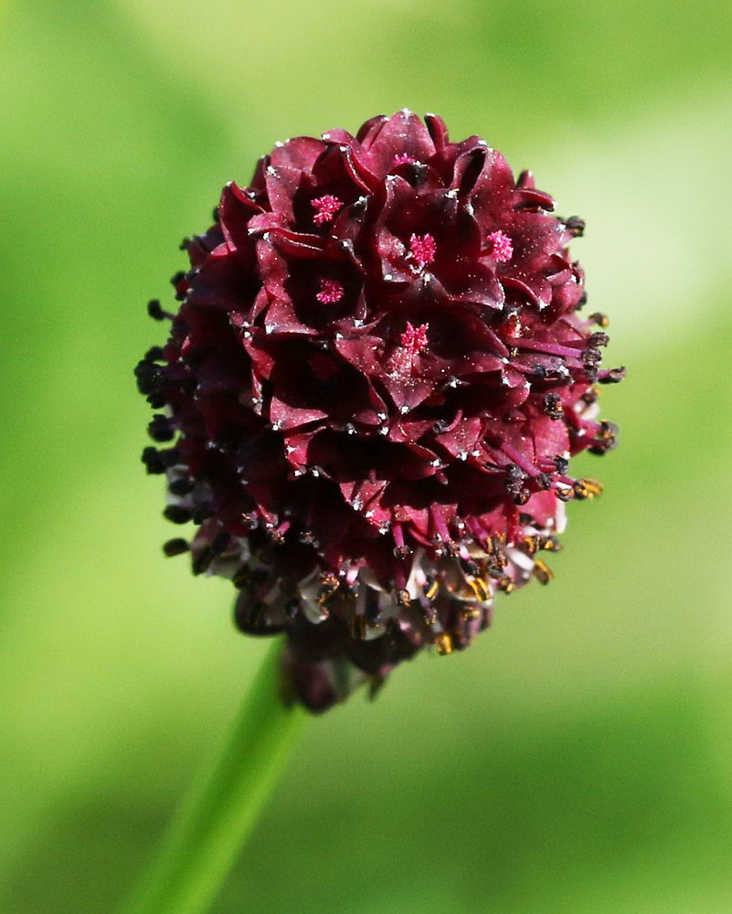 Image of Sanguisorba officinalis specimen.